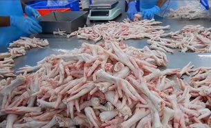 探索珠海大航雞爪重量分選機在禽肉分割產(chǎn)品重量分選中的創(chuàng)新應(yīng)用